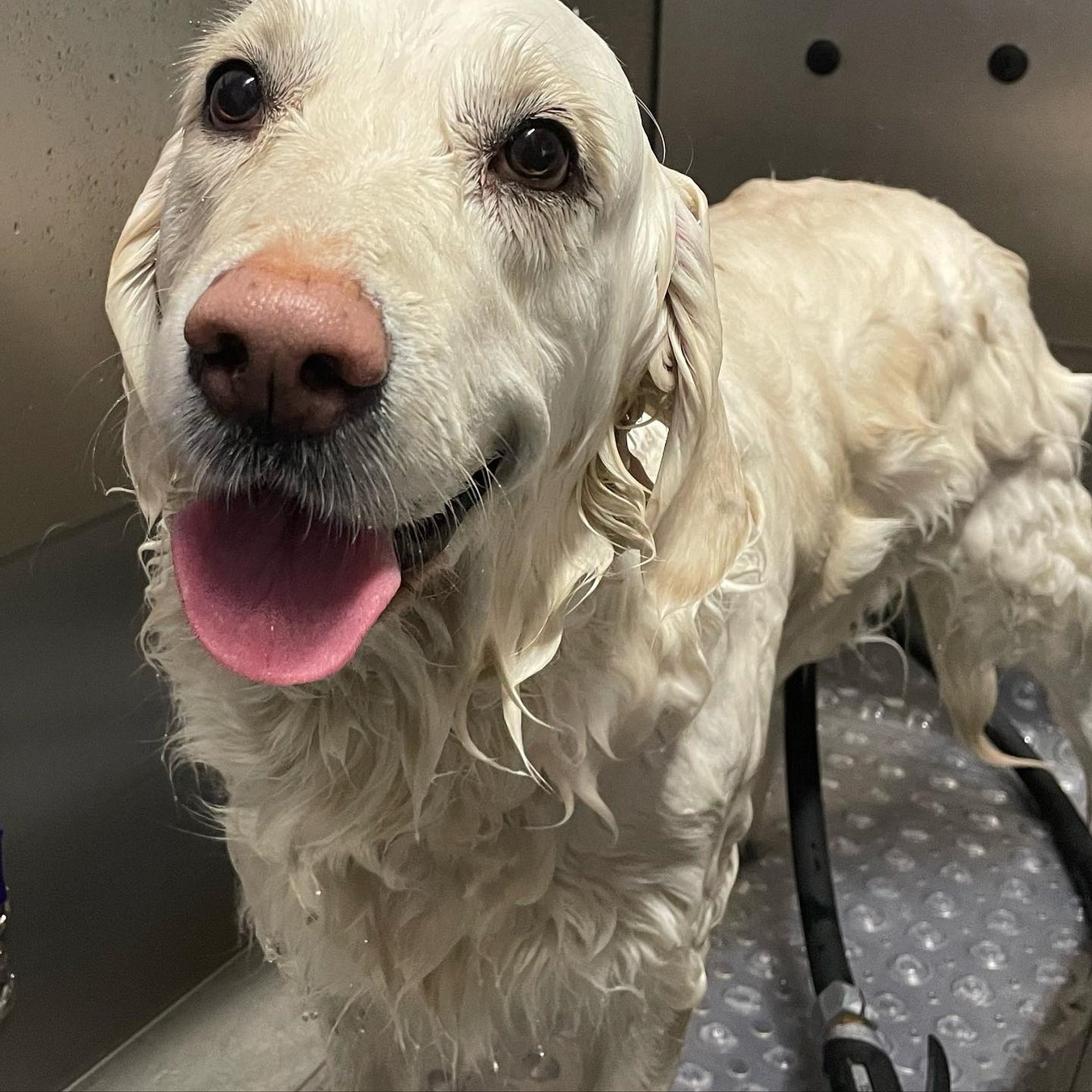 Tailwagging Triumph Simi Valley Pet Resort Thrives With Gingr