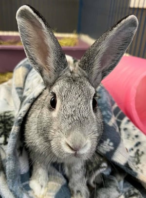 Georgia House Rabbit Society