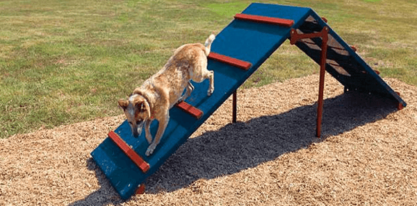 https://www.gingrapp.com/hs-fs/hubfs/30_Gingr_Doggie%20Playground%20(1).png?width=600&name=30_Gingr_Doggie%20Playground%20(1).png