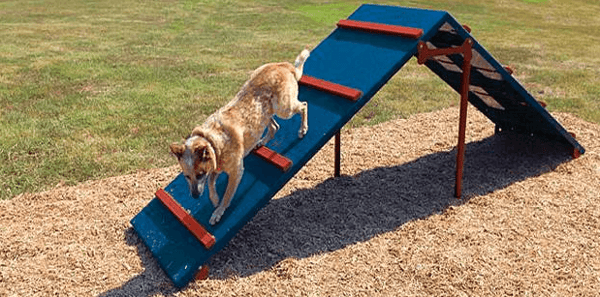 Stand-alone play structures for dog daycare