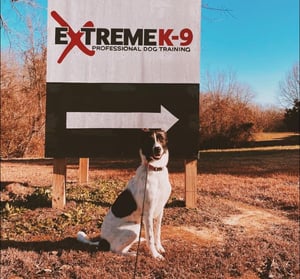 Pawsome Efficiency valloilleen: Extreme K-9 Professional Dog Training hallitsee taiteen Gingrin kanssa