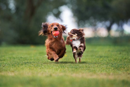 Make Predictions for Your Pet Business Using Your Data