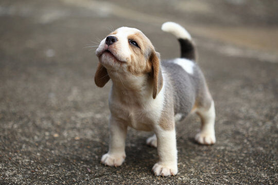 Adopting a Puppy or Adult Dog: Which is Best for Me?