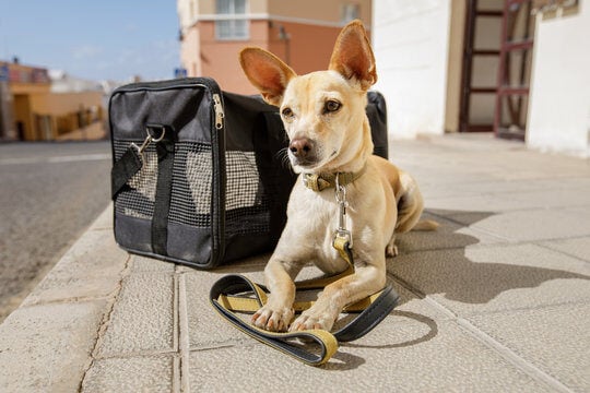 Analyzing Your Prices for Dog Boarding Services
