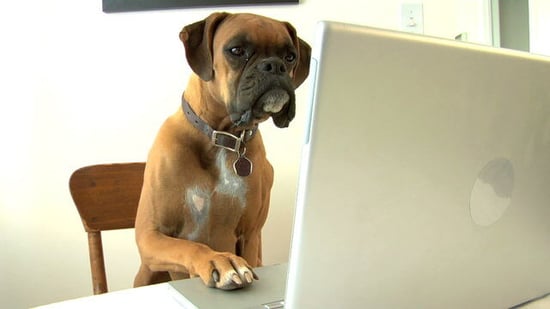 Simple Ways to Increase Bookings for Pet Businesses