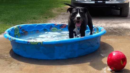 Water features for doggy daycare