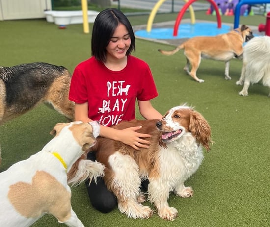 Pet N Play Luxury Resort