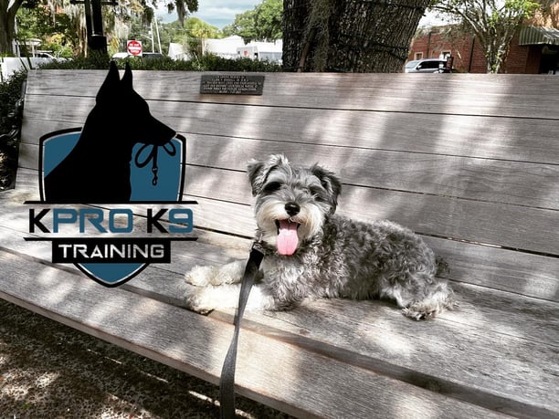 happy dog outside on a bench enjoying life