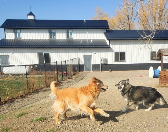 Dogbarn