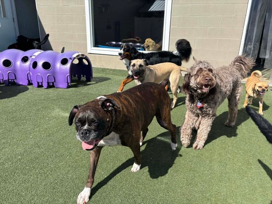 Paws at Play Resort
