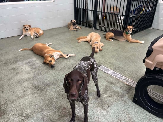 Paws at Play Resort