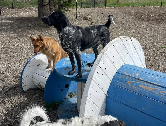 Dogbarn