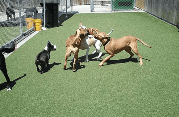 Make sure dogs in playgroups have the right temperament