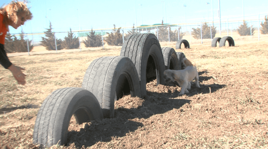 Try out DIY equipment for doggy daycare