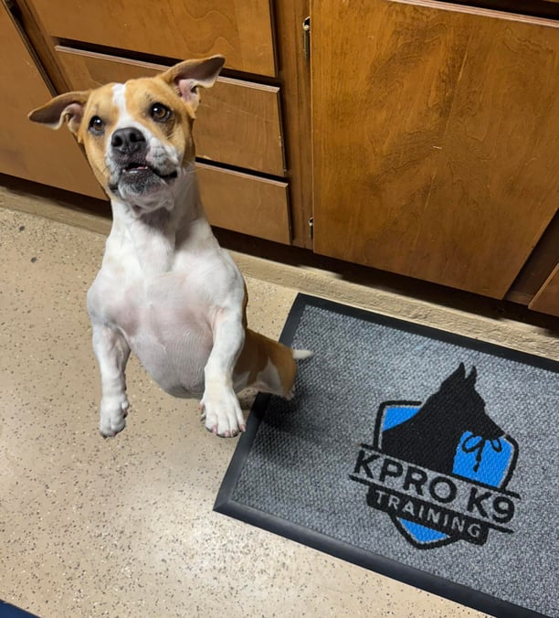 good dog standing at KPro K9 dog training