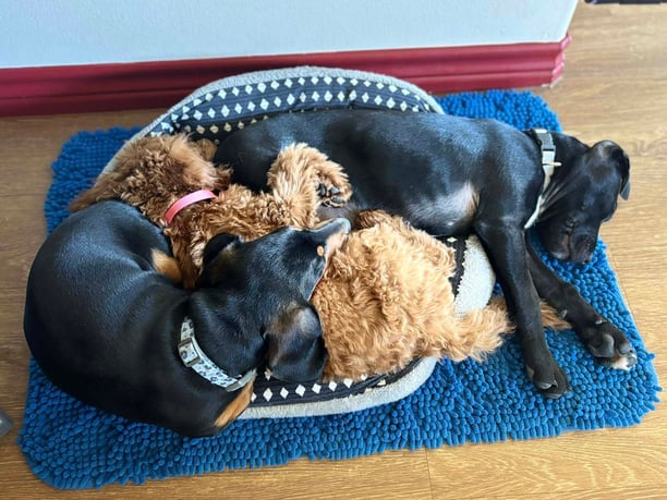 sleeping dogs at dog daycare and kennel