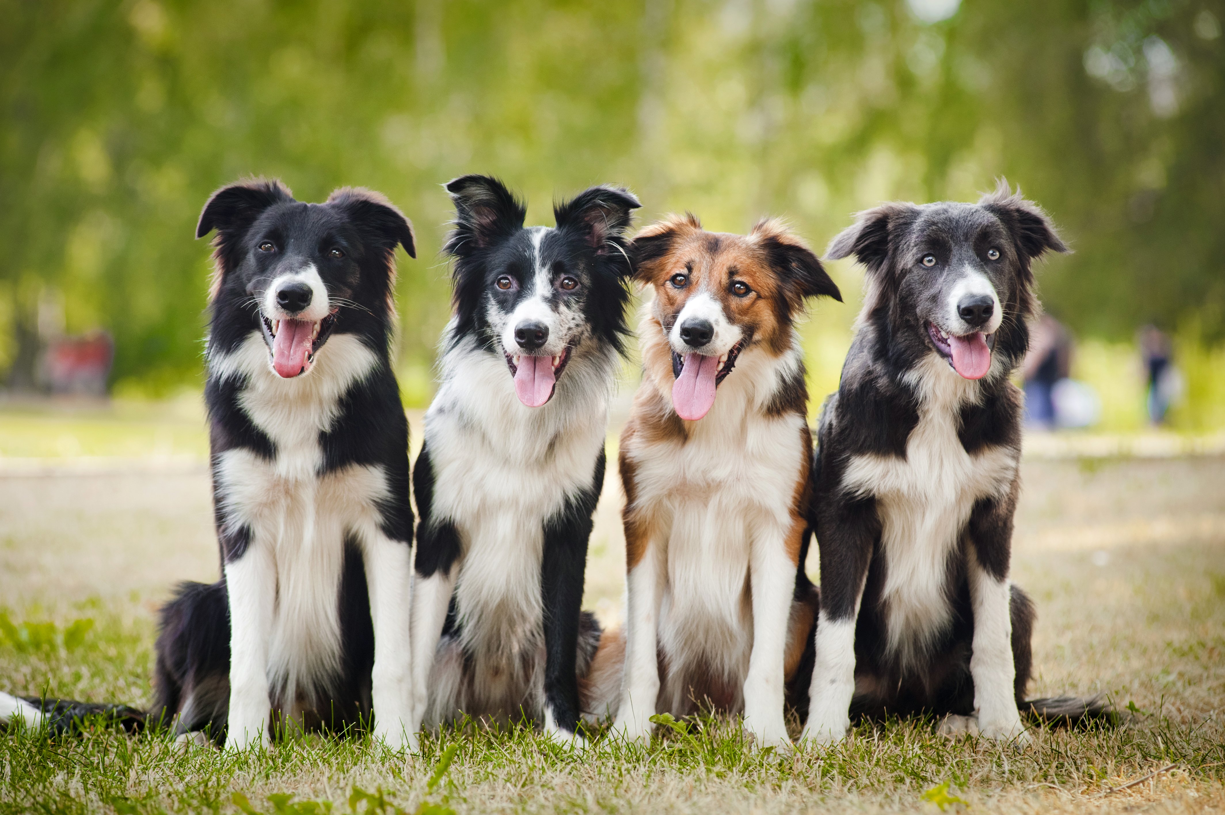 Pet Resort Software