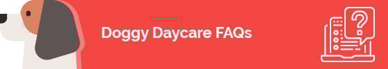 Explore the basics of creating a dog daycare business plan.
