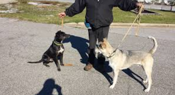 Ensure you have a strong understanding of a dog's temperament.