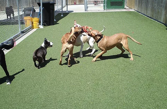 It's crucial that the dogs in your care can get along with the other animals in your care.