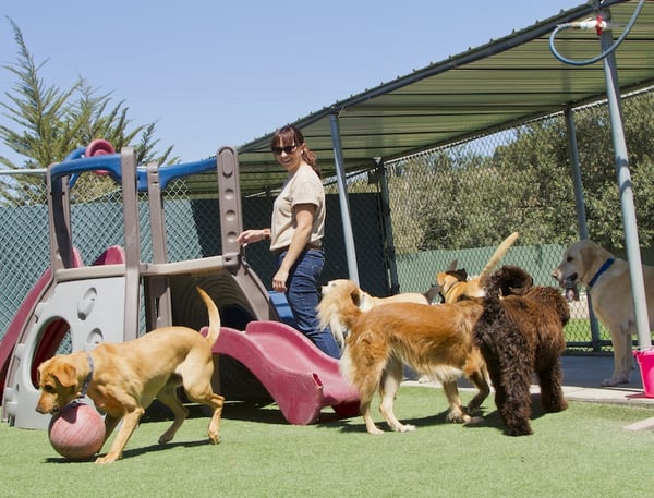This dog daycare worker is observing the behavior of the dogs in her care.