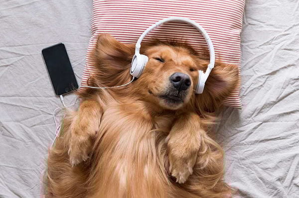 Exploring the World of Dog Dreams: Fun Facts About Canine Sleep