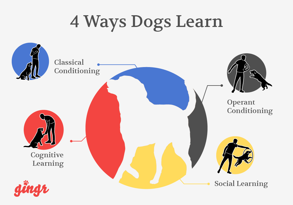 The four top ways dogs learn (detailed in the text below).
