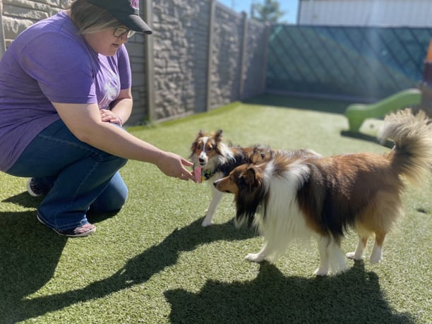 happy dogs outside of pinnacle pet-care business