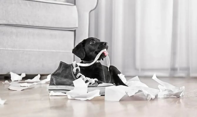 7 Protocols Every Kennel Should Have in Place for Success