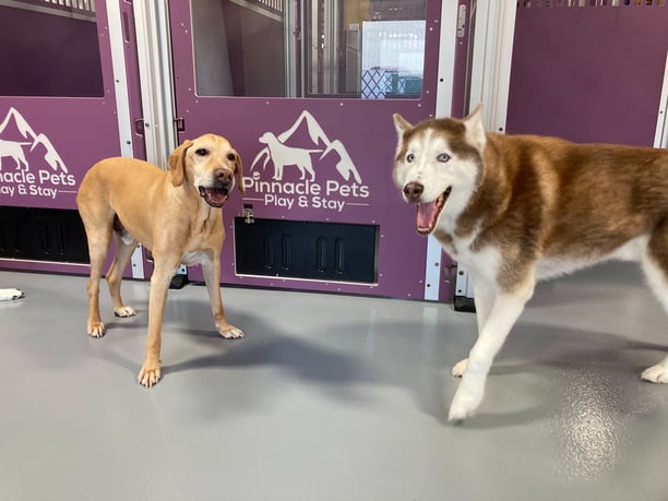 happy dogs at Pinnacle Pets Play & Stay