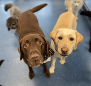 Dogs @ Play: Sydney's Canine Haven kukoistaa Gingrin kanssa 