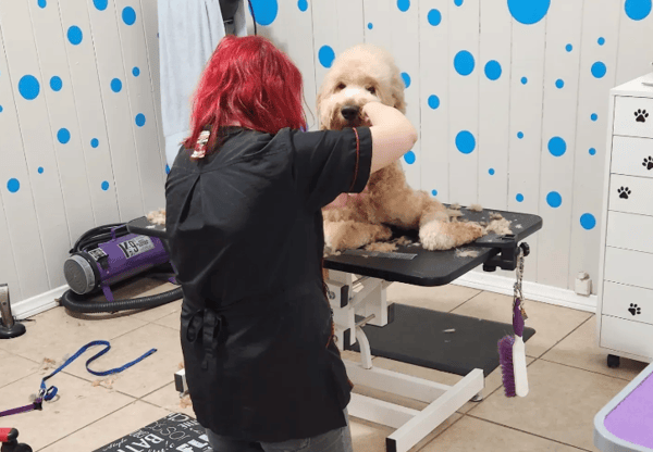 Gingr's Unleashed Success: A Howling Triumph at A Pups Dream Dog Grooming