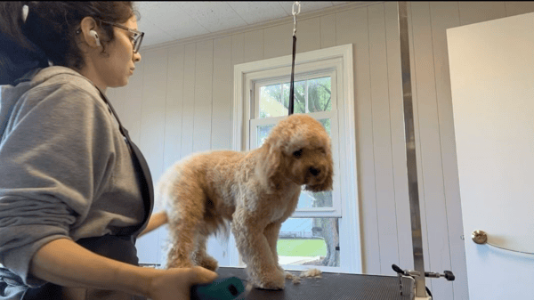Clip It Good Grooming LLC: A Tail-Wagging Success Story with Gingr