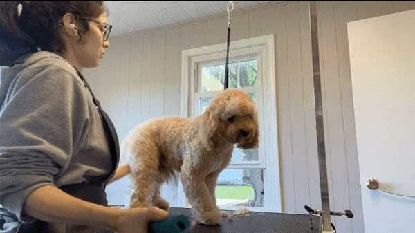 Clip It Good Grooming LLC: A Tail-Wagging Success Story with Gingr