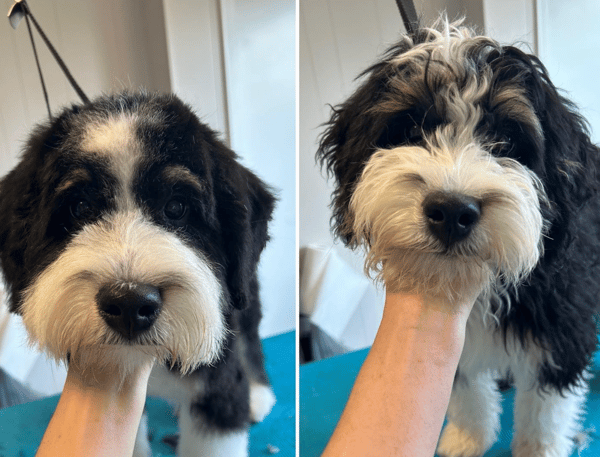 Clip It Good Grooming LLC: A Tail-Wagging Success Story with Gingr