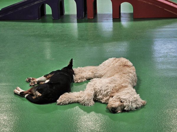 Unleashing Efficiency: How Gingr Transforms Play Dog Play's Pet-Care Experience