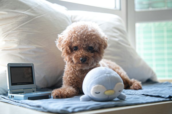 Why Continuing Education Matters for Pet-Care Staff