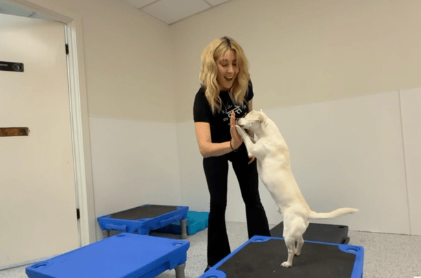 Barklandia trainer and dog