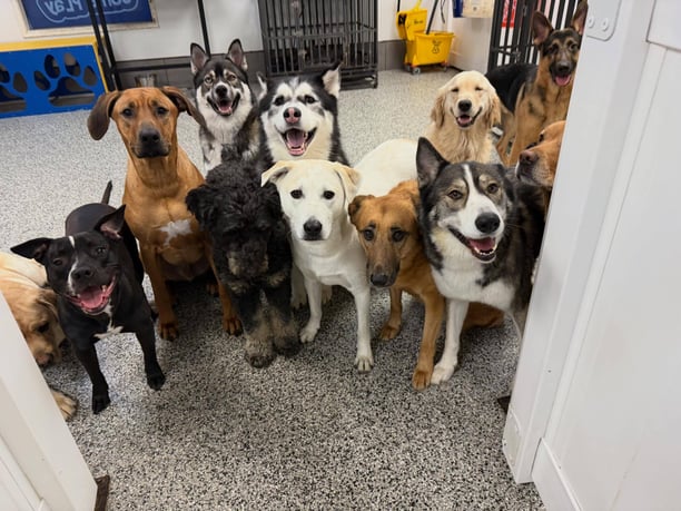 dogs hanging out at Barklandia