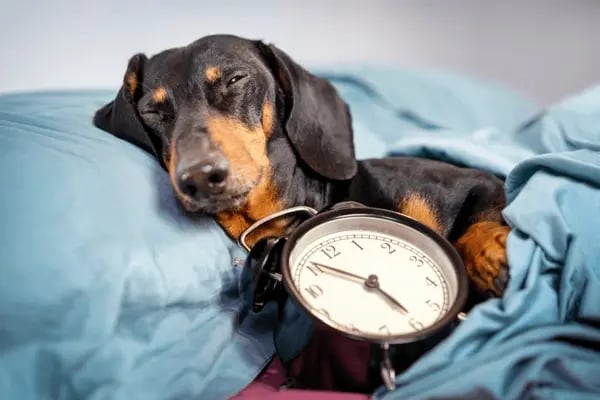 Launching a New Pet-Care Location? Streamline Every Step with Gingr