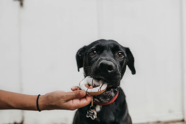5 Thanksgiving Safety Tips for Pet Parents