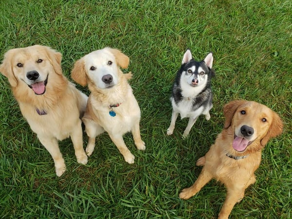 Canine Country Club