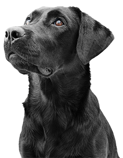 chaos-into-calm---black-lab