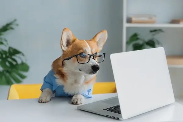 Analyzing Your Prices for Dog Boarding Services