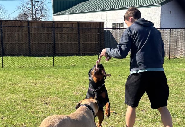 staff playing with dogs at What's Up Dawg