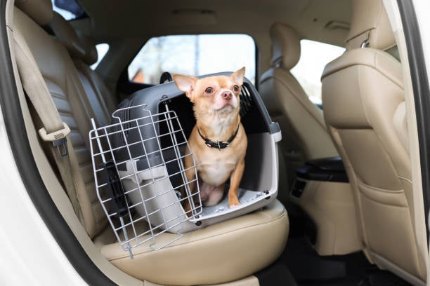 little dog in a travel crate please in the backseat of a vehicle