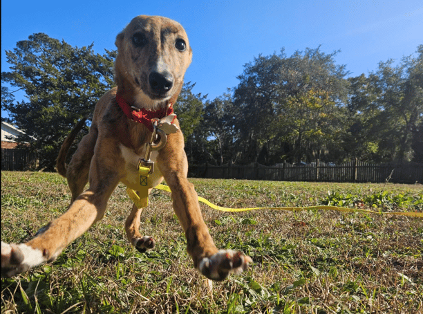 dog jumping for joy outside at dog training facility