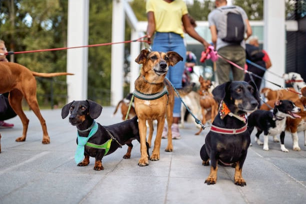considering different energy levels  and well being while walking each dog so they get exercise and are nice and tired 