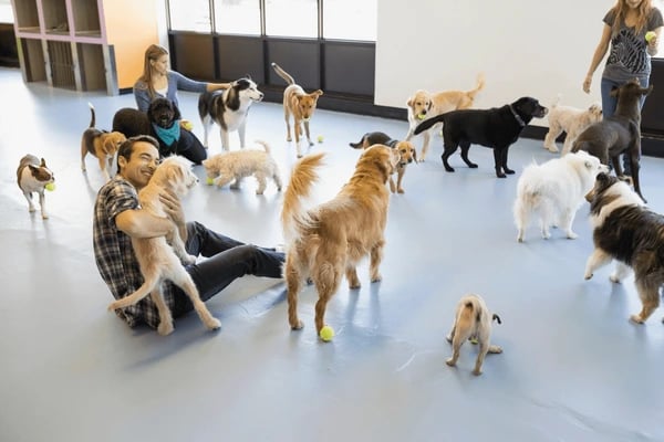  Streamline Your Pet Care Experience with Gingr PreCheck