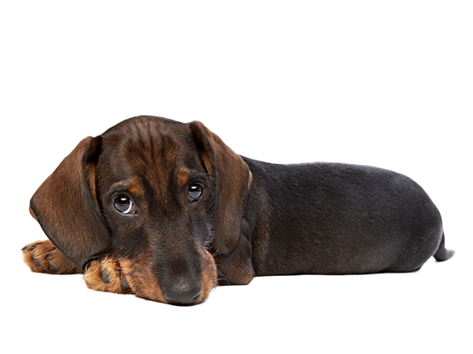 Picture of Optimize Your Pet-Care Business Operations | Gingr